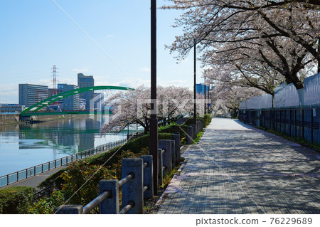 盛開的隅田川和大台橋 盛開的隅田川和大台橋 76229689