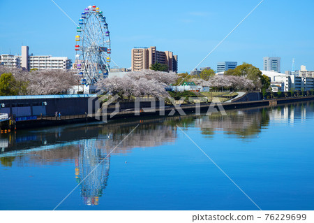 荒川遊樂園的新摩天輪和盛開的櫻花 荒川遊樂園的新摩天輪和盛開的櫻花 76229699