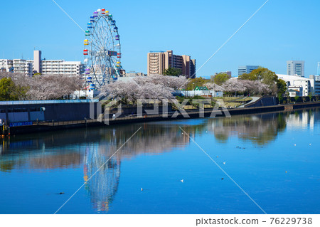 Arakawa Amusement Park's new Ferris wheel and cherry blossoms in full bloom Arakawa Amusement Park's new Ferris wheel and cherry blossoms in full bloom 76229738