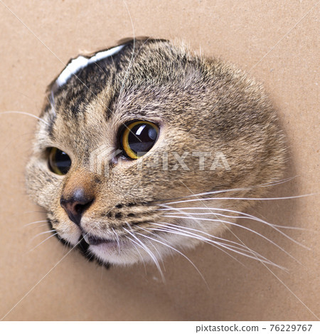 A beautiful Scottish Fold cat looks into a cut out cardboard box, close-up. The cat gets out of the box 76229767