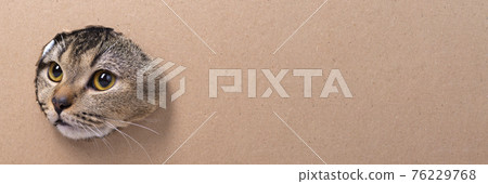 A beautiful Scottish Fold cat looks into a cut cardboard box. The cat gets out of the box 76229768