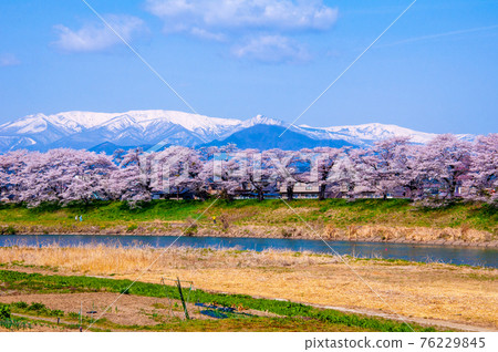 宮城縣白石川岸一目千本櫻和藏王山脈 宮城縣白石川岸一目千本櫻和藏王山脈 76229845