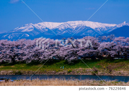 Miyagi Prefecture Shiroishi River Bank Ichimoku Senbonzakura and Zao Mountain Range 76229846
