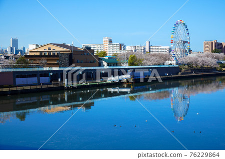 Arakawa Amusement Park's new Ferris wheel and cherry blossoms in full bloom Sunshine Arakawa Amusement Park's new Ferris wheel and cherry blossoms in full bloom Sunshine 76229864