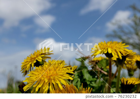 Blue sky and dandelion Blue sky and dandelion 76230232