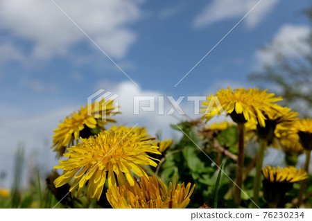 Blue sky and dandelion Blue sky and dandelion 76230234