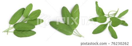 Sage herb leaves isolated on white background with clipping path and full depth of field. Top view. Flat lay. Set or collection Sage herb leaves isolated on white background with clipping path and full depth of field. Top view. Flat lay. Set or collection 76230262