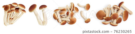 honey fungus mushrooms isolated on white background with clipping path and full depth of field. Set or collection honey fungus mushrooms isolated on white background with clipping path and full depth of field. Set or collection 76230265