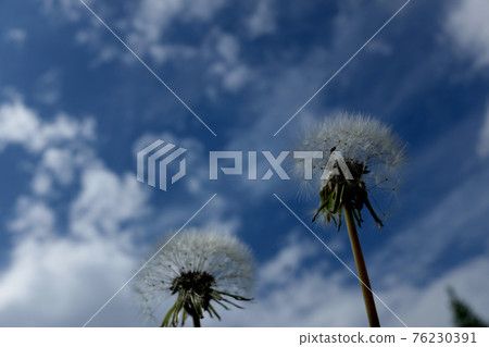 Dandelion fluff Dandelion fluff 76230391