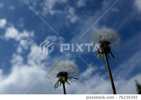 Dandelion fluff 76230392