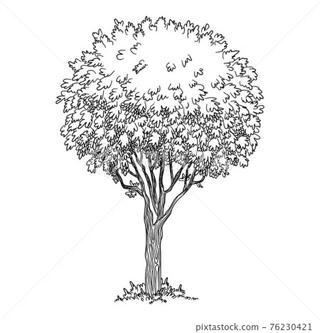 Old tree icon, hand drawn and outline style 76230421