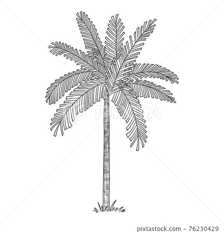 Tropical palm icon, hand drawn and outline style 76230429