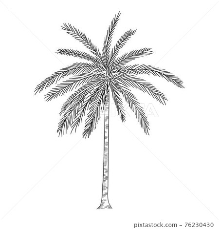 Palm icon, hand drawn and outline style 76230430