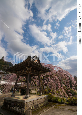 Weeping cherry blossoms at Shinjoji Temple in Nakatsu City Weeping cherry blossoms at Shinjoji Temple in Nakatsu City 76230842