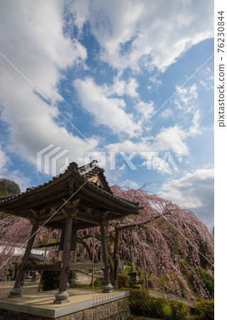 Weeping cherry blossoms at Shinjoji Temple in Nakatsu City Weeping cherry blossoms at Shinjoji Temple in Nakatsu City 76230844