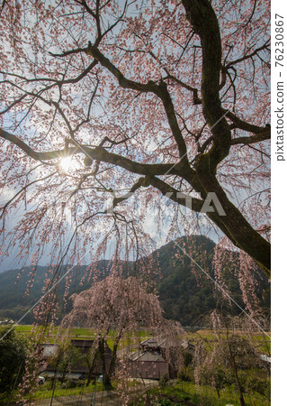 Weeping cherry blossoms at Shinjoji Temple in Nakatsu City Weeping cherry blossoms at Shinjoji Temple in Nakatsu City 76230867
