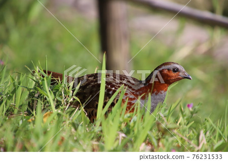 Bamboo partridge walking in the park Bamboo partridge walking in the park 76231533
