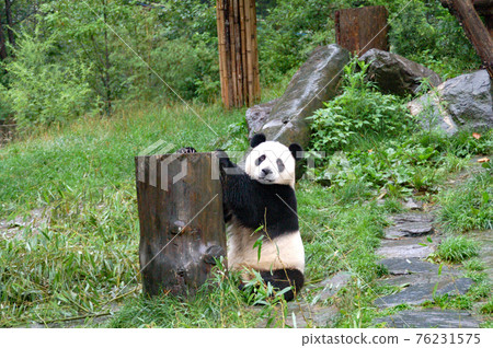 Giant panda at Wolong Panda Breeding Research Center, Sichuan, China 76231575