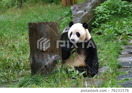 Giant panda at Wolong Panda Breeding Research Center, Sichuan, China 76231576