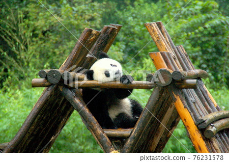 Giant panda at Wolong Panda Breeding Research Center, Sichuan, China 76231578