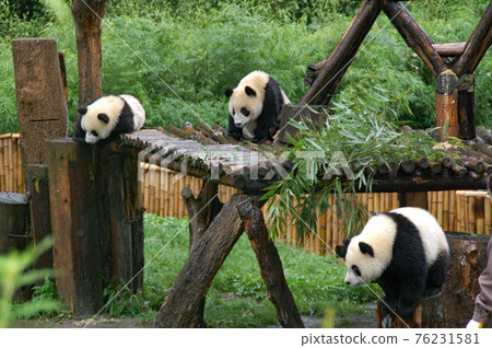 Giant panda at Wolong Panda Breeding Research Center, Sichuan, China 76231581