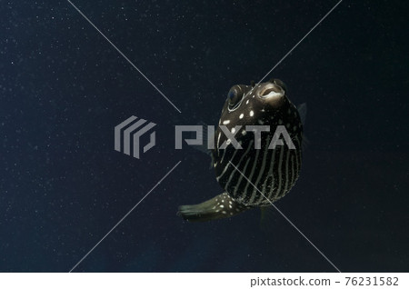 白斑河豚 白斑河豚 76231582