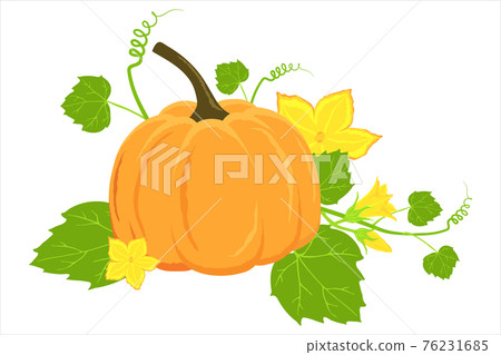 Hand drawn ripe pumpkin and flowers isolated on a white background. Vector pumpkin illustration for autumn banner, thanksgiving, recipes, menus 76231685