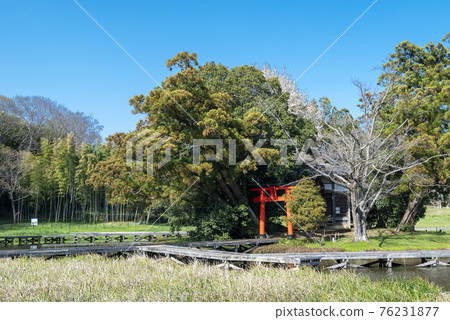 神奈川縣中井市嚴島濕地公園嚴島神社材料 神奈川縣中井市嚴島濕地公園嚴島神社材料 76231877