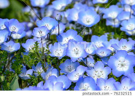 Nemophila 76232515