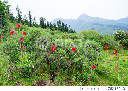 Meconopsis punikea，一種盛開在四川北部嘎陵的紅罌粟 76232640