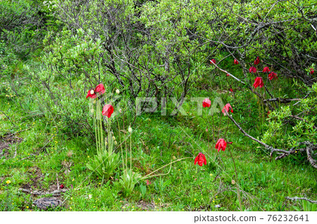 Meconopsis punikea，一種盛開在四川北部嘎陵的紅罌粟 76232641
