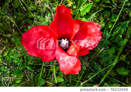 Meconopsis punikea, a red poppy blooming in Galing, northern Sichuan, China 76232649