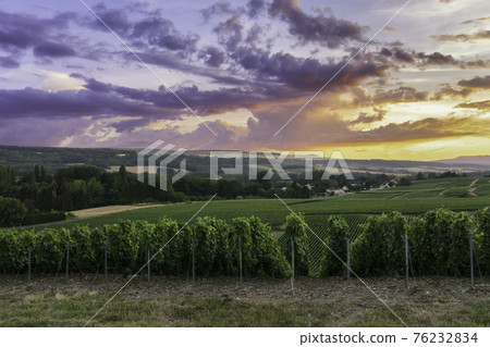 Row vine grape in champagne vineyards at montagne de reims Row vine grape in champagne vineyards at montagne de reims 76232834