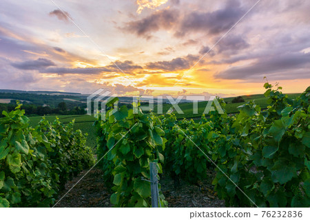 Row vine grape in champagne vineyards at montagne de reims Row vine grape in champagne vineyards at montagne de reims 76232836