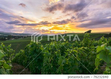 Row vine grape in champagne vineyards at montagne de reims Row vine grape in champagne vineyards at montagne de reims 76232840