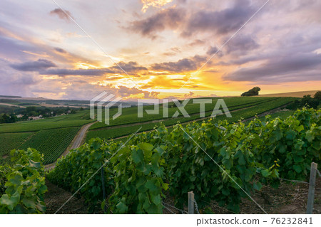 Row vine grape in champagne vineyards at montagne de reims Row vine grape in champagne vineyards at montagne de reims 76232841