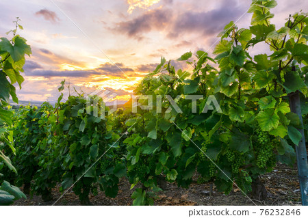 Row vine grape in champagne vineyards at montagne de reims Row vine grape in champagne vineyards at montagne de reims 76232846