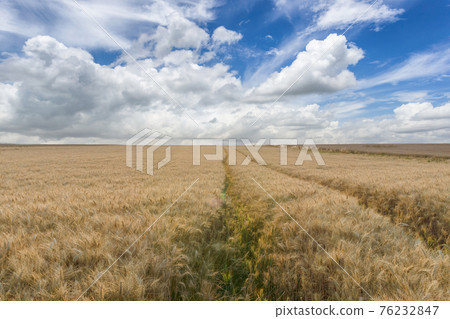 Beautiful rural scene of barley fields in sunny day Beautiful rural scene of barley fields in sunny day 76232847