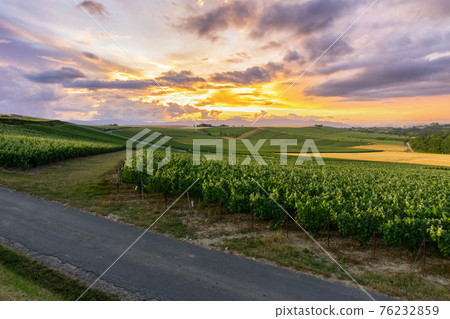 Row vine grape in champagne vineyards at montagne de reims 76232859