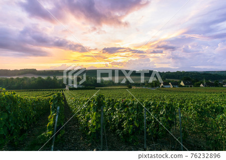 Row vine grape in champagne vineyards at montagne de reims Row vine grape in champagne vineyards at montagne de reims 76232896