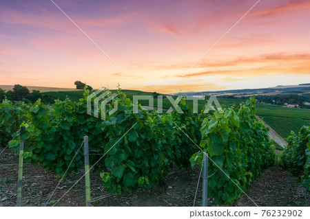 Row vine grape in champagne vineyards at montagne de reims Row vine grape in champagne vineyards at montagne de reims 76232902