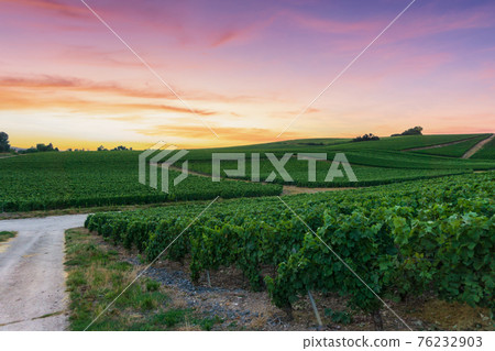 Row vine grape in champagne vineyards at montagne de reims Row vine grape in champagne vineyards at montagne de reims 76232903