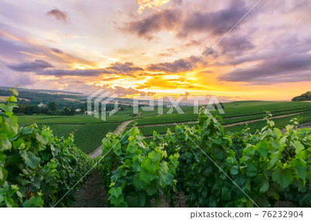 Row vine grape in champagne vineyards at montagne de reims 76232904