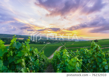 Row vine grape in champagne vineyards at montagne de reims Row vine grape in champagne vineyards at montagne de reims 76232910