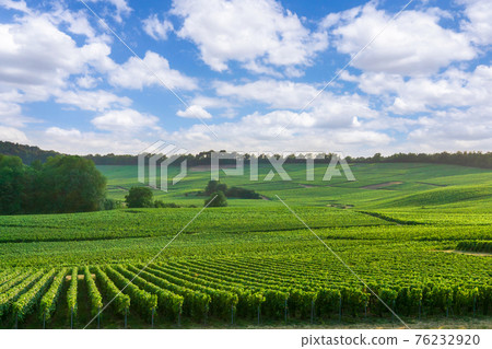 Row vine grape in champagne vineyards at montagne de reims 76232920