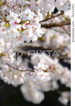 Spring image cherry tree Spring image cherry tree 76232981