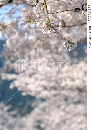 Spring image cherry tree Spring image cherry tree 76232982