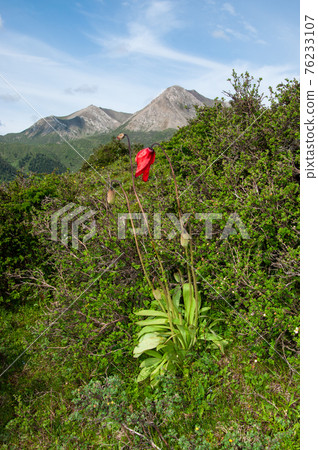 Meconopsis punikea,一種盛開在四川北部嘎陵的紅罌粟 Meconopsis punikea,一種盛開在四川北部嘎陵的紅罌粟 76233107