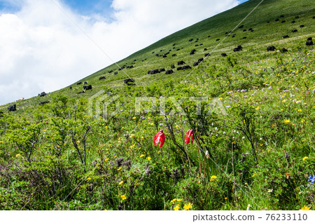 Meconopsis punikea, a red poppy blooming on the Kuwaakayama Pass in eastern Qinghai, China Meconopsis punikea, a red poppy blooming on the Kuwaakayama Pass in eastern Qinghai, China 76233110