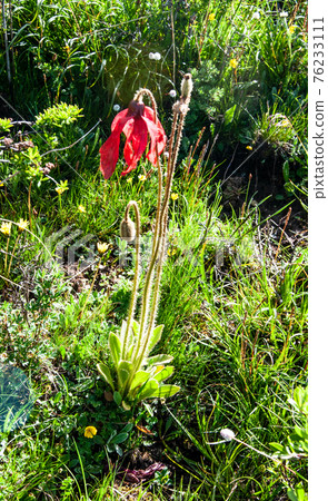 M. punicea is located in eastern Qinghai, southern Gansu, northern and western Sichuan at altitudes of 3,500-4,500 m. M. punicea is located in eastern Qinghai, southern Gansu, northern and western Sichuan at altitudes of 3,500-4,500 m. 76233111